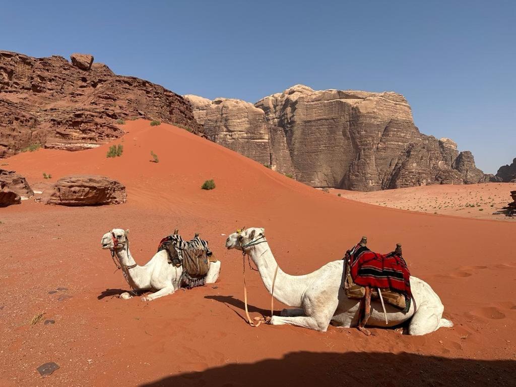Bedouin Holidays Camp And Jeep Tours Wadi Rum Exterior photo